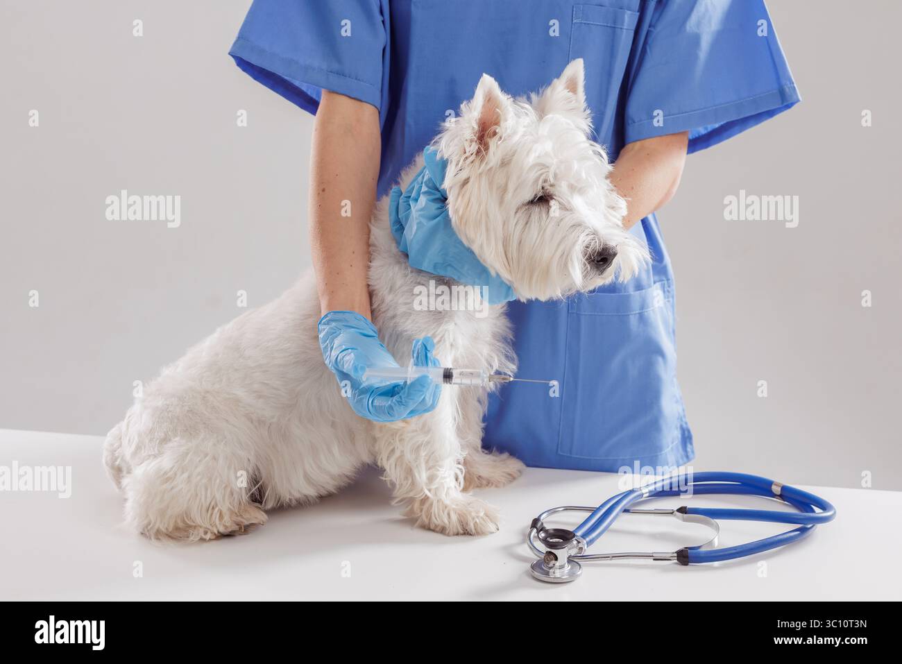 Tierarzt verabreicht Injektion an Hund, Bereitstellung von essentiellen Impfungen, medizinische Versorgung, und Krankheitsprävention in der Klinik Stockfoto