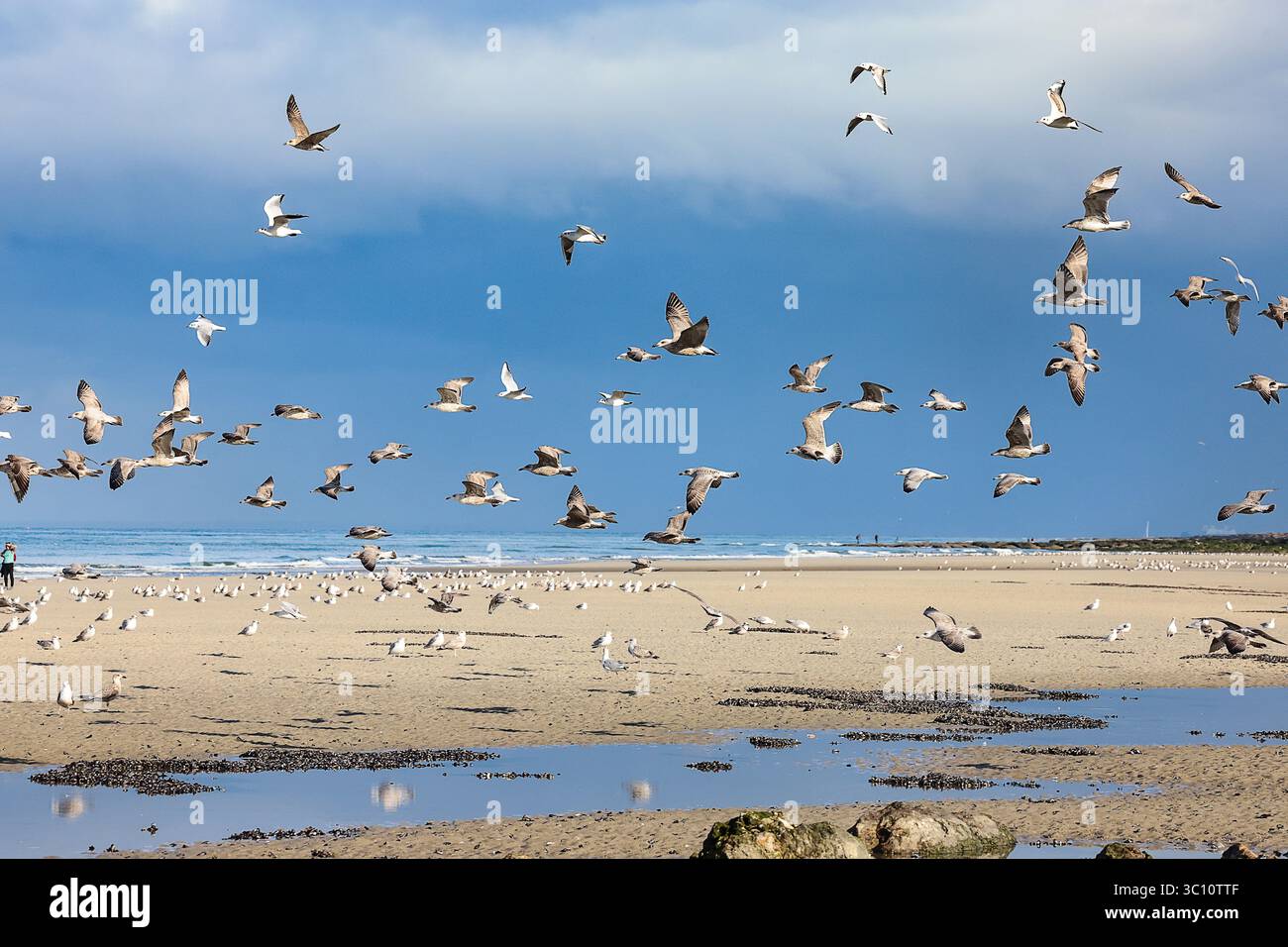 Möwenherde in Ambleteuse (Nordfrankreich): Möwen und Möwen fliegen vom Strand „plage des dunes de Slack“ Stockfoto