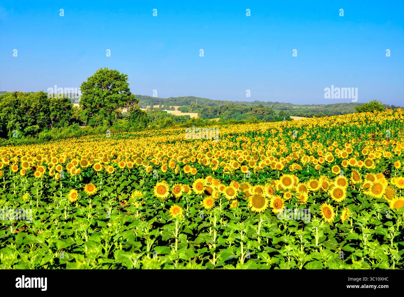 Sonnenblumenfeld - Zentralfrankreich. Stockfoto