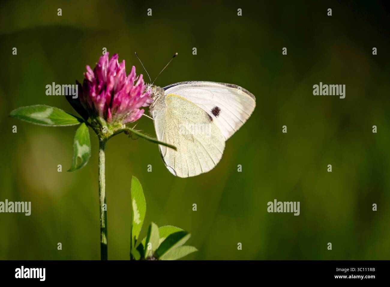 Großer weißer Schmetterling, auch Kohl Butterfly oder Kohl White (pieris brassicae) genannt, weißer Schmetterling mit braunen Markierungen, der zur Familie Pieridae gehört Stockfoto