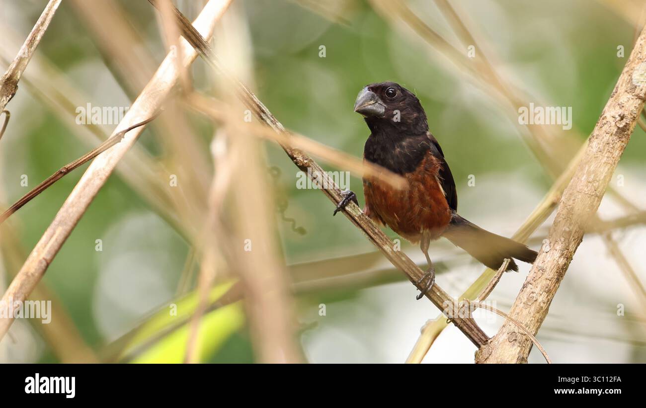 kastanienbauchfinke (Sporophila angolensis), Vogel aus Ecuador Stockfoto