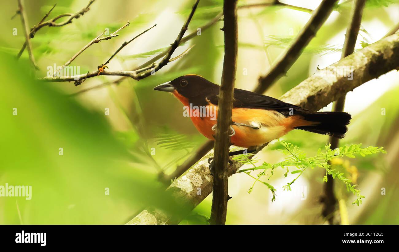 purpurfinke (Rhodospingus cruentus), Vogel aus Ecuador Stockfoto
