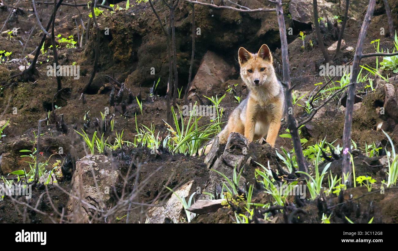 Culpeo (Lycalopex culpaeus), Fleischfresser aus Ecuador Stockfoto