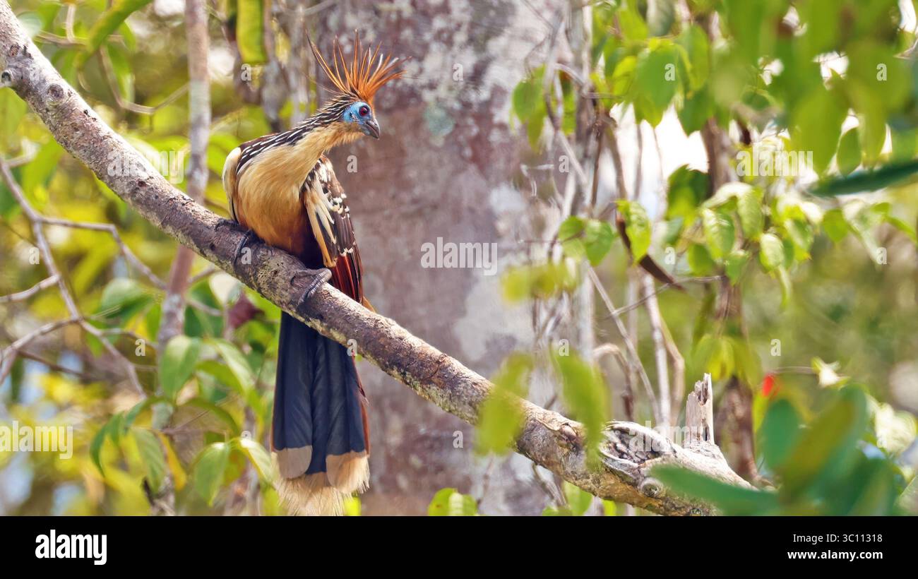 Hoatzin (Opisthocomus hoazin), Vogel aus Ecuador Stockfoto