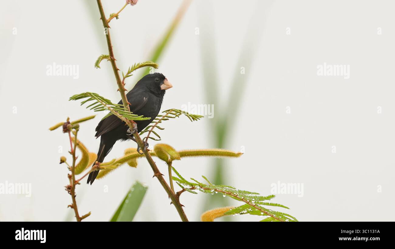 großschnabelfinke (Sporophila crassirostris), Vogel aus Ecuador Stockfoto