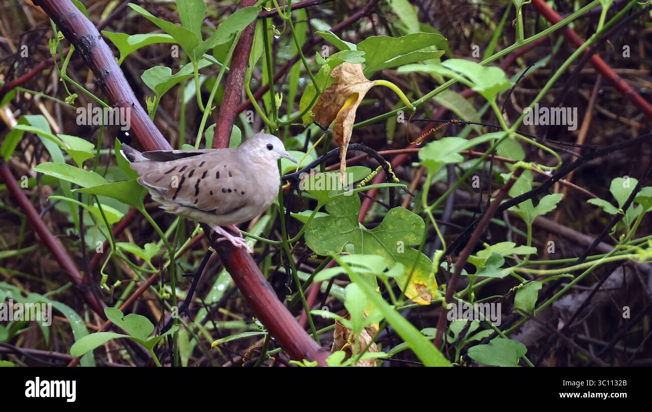Einfreihige Grobtaube (Columbina minuta), Vogel von Ecuador Stockfoto