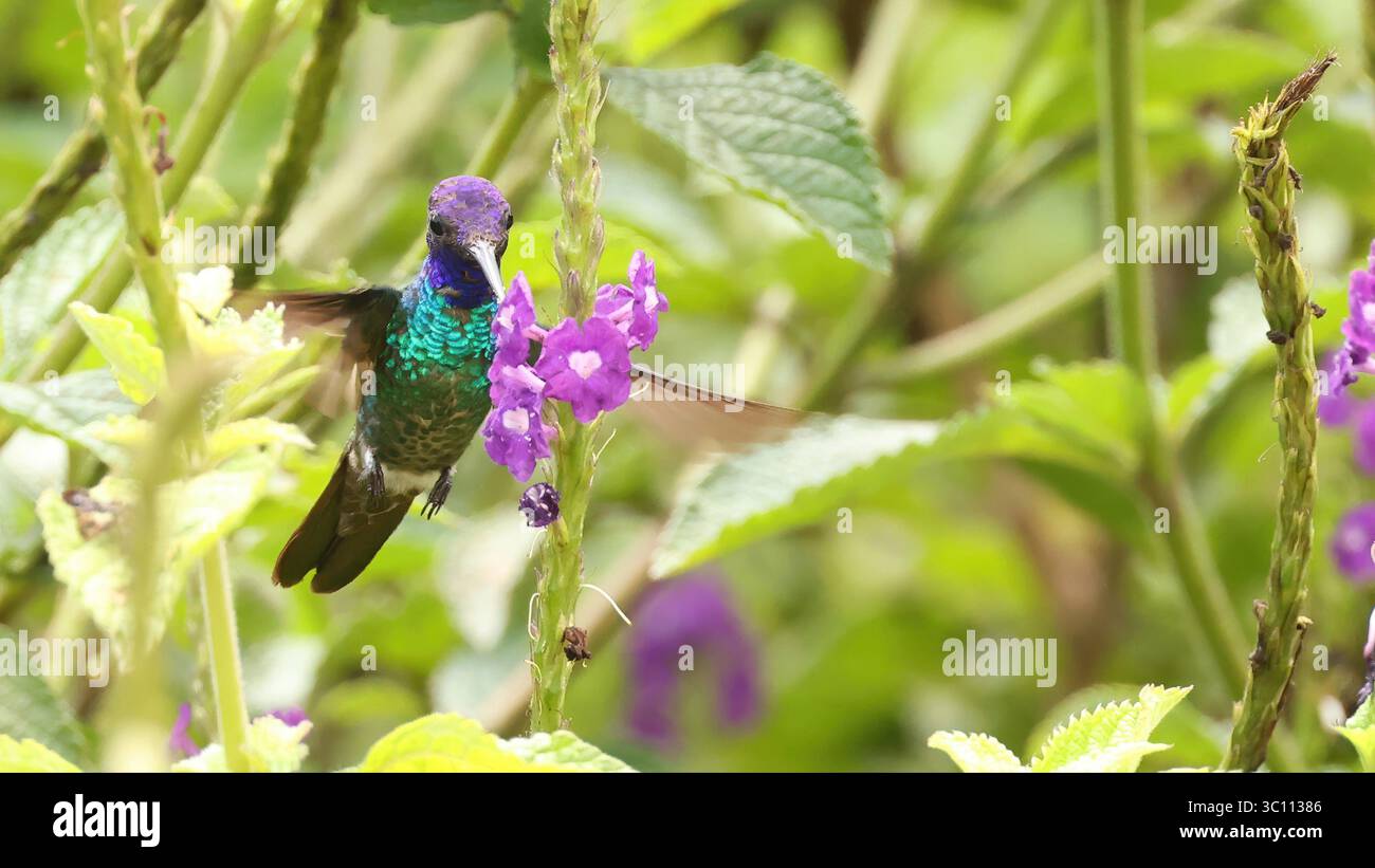 Violett-Brilliant (Heliodoxa leadbeateri), Kolibri von Ecuador Stockfoto