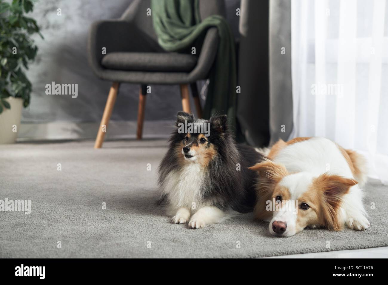 Zwei Hunde ruhen in der Nähe einer natürlichen Lichtquelle auf dem Teppich, einer mit dem Kopf nach unten sieht müde aus. Stockfoto