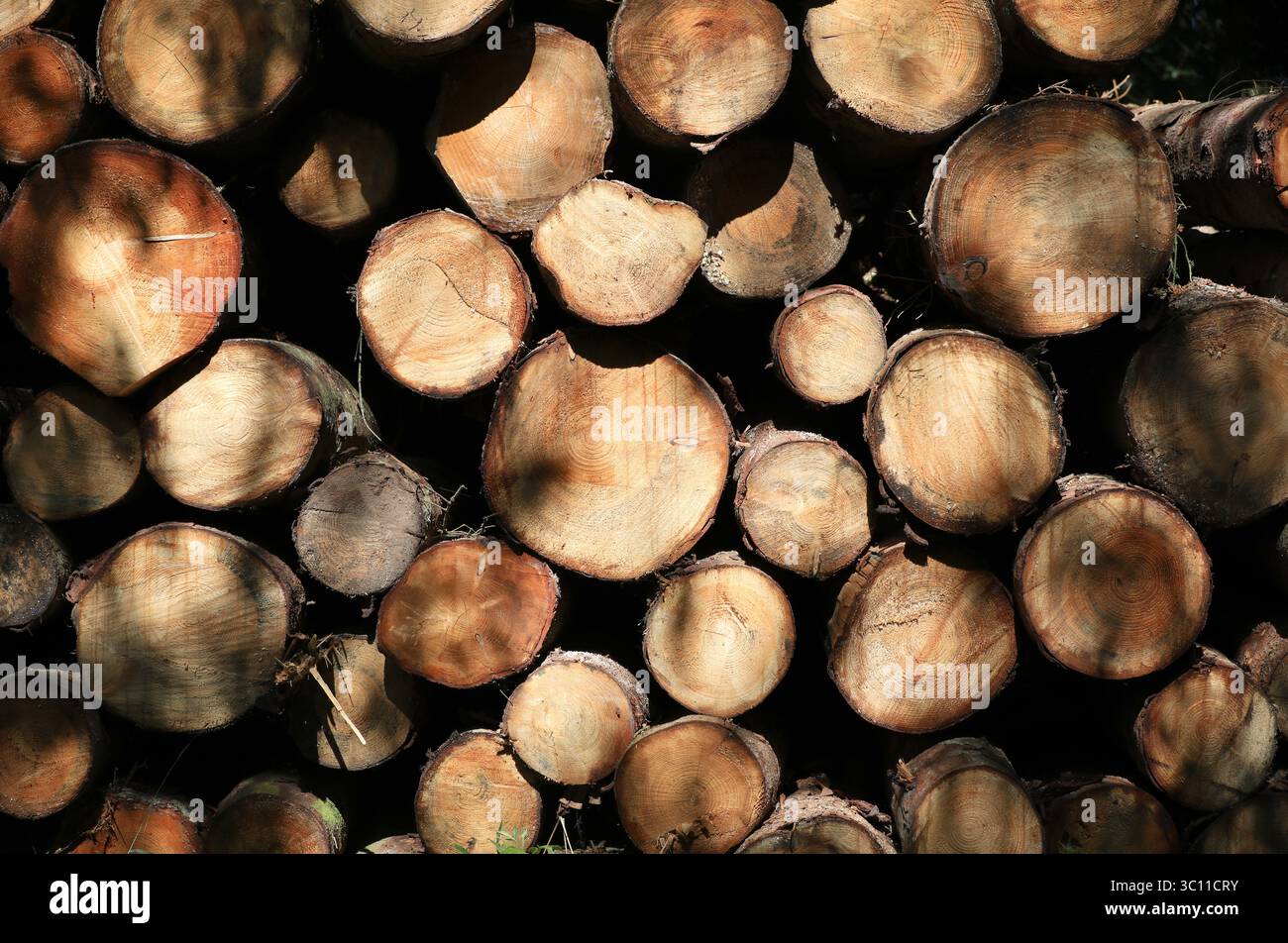 Kiefern nach dem Fällen und Warten auf den Transport Stockfoto
