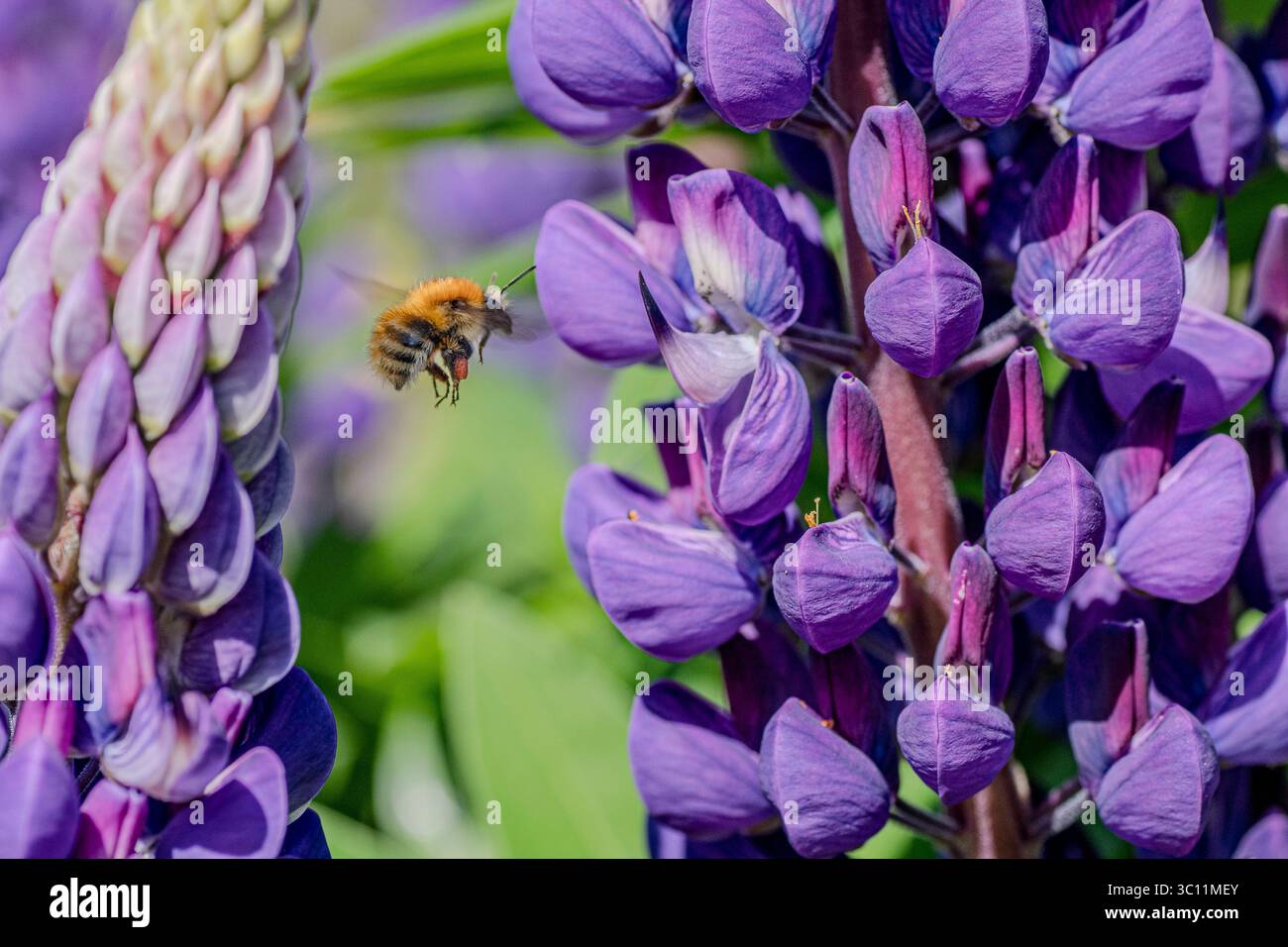 Hummel schwebt zwischen Lupinen Stockfoto