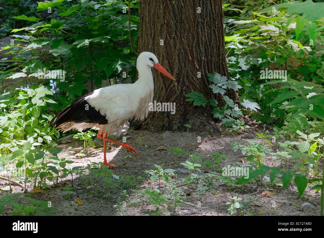 Storch sucht im Wald nach Nahrung. Vögel mit langen, kräftigen Schellen. Störche sind große, langbeinige, langhalsige Watvögel. Stockfoto