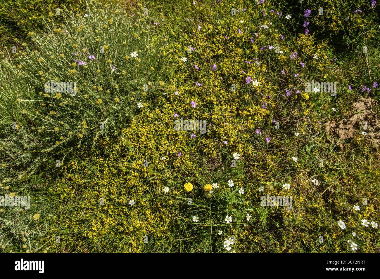 Bunt blüht die Macchia auf Korsika, Frankreich. Blumen in der Botanik auf Korsika *** bunte Blüten in der Macchia auf Korsika, Frankreich Blumen in der Botanik auf Korsika Stockfoto
