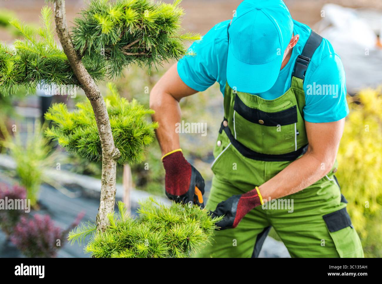 Ein Gärtner in grünem Overall und blauer Kappe schneidet einen Bonsai-Baum sorgfältig ab und zeigt die Liebe zum Detail in einem ruhigen botanischen Garten. Stockfoto