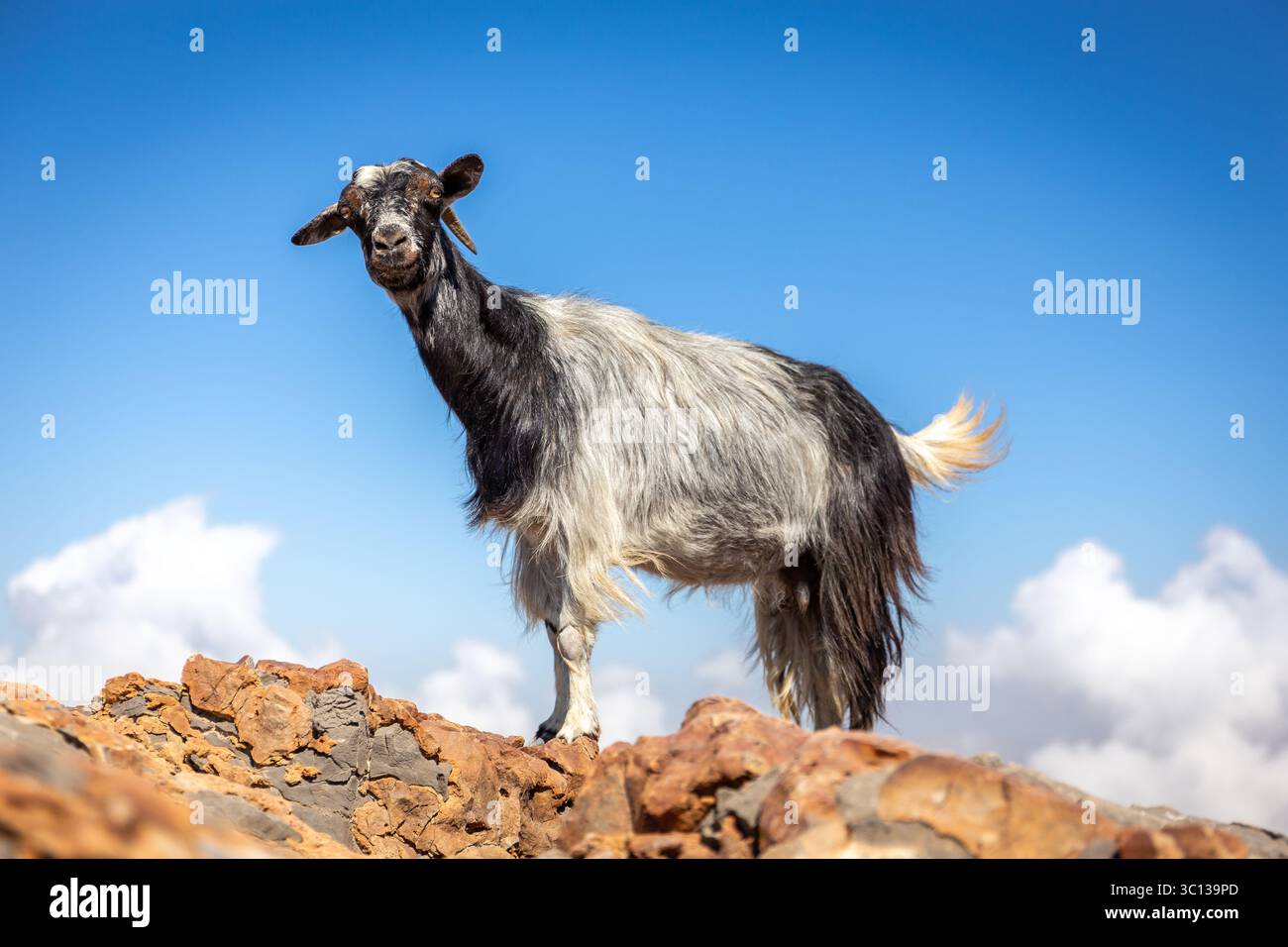 Schwarz-weiß haarige weibliche Bergziege, lächelnd und stehend auf den Felsen in der Jebel Jais Bergkette mit blauem Himmel im Hintergrund, VAE. Stockfoto