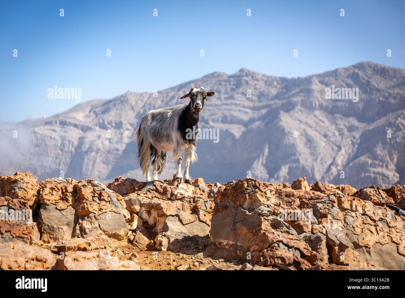 Schwarz-weiß behaarte weibliche Bergziege, die auf den Felsen in der Jebel Jais-Gebirgskette mit felsigen Gebirgszügen im Hintergrund steht, VAE. Stockfoto