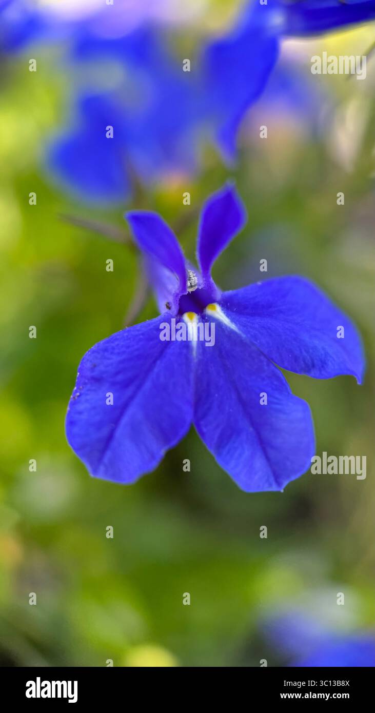 Makrofotografie der blauen Lobelia-Blume. - Smartphone-aufgenommenes Stockfoto