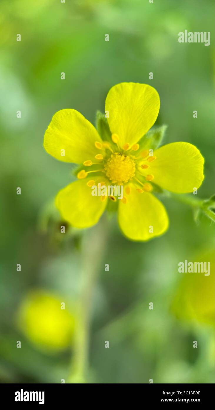 Hellgelbe Cinquefoil Blume Makrofotografie - Smartphone-aufgenommenes Stockfoto