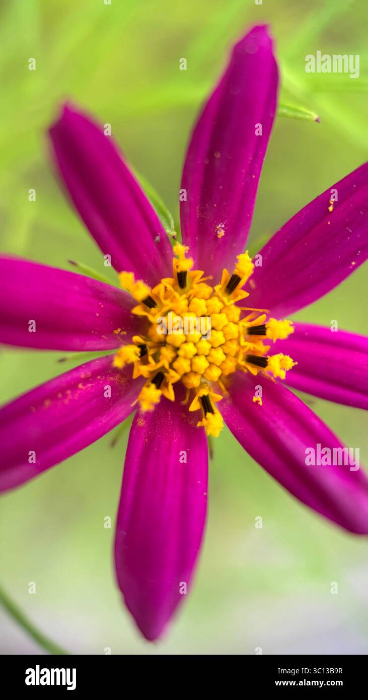 Rosa Kosmos (mexikanischer Aster) Blume Makrofoto - Smartphone-aufgenommenes Stockfoto