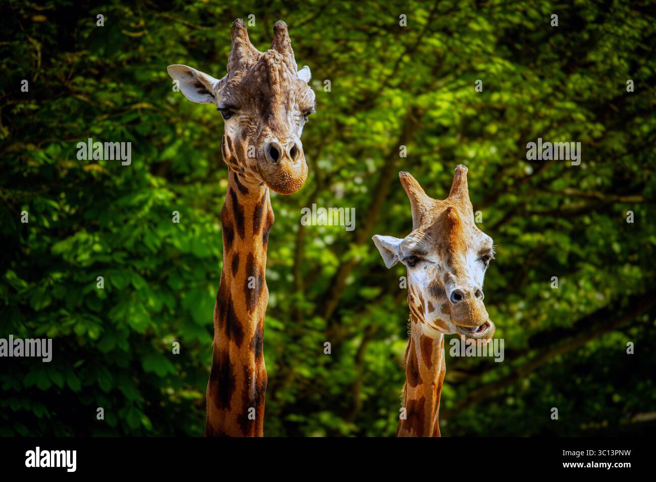 Rothschild's Giraffe im Paignton Zoo Stockfoto