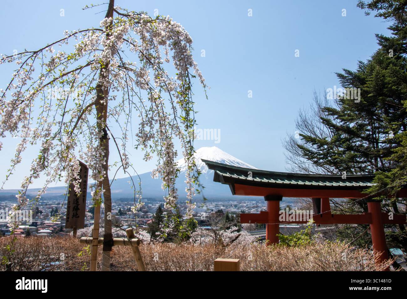 Tokio japan Tempel Sakura Kirschbäume Parks Menschen Fuji Blumen Statuen blühen Stockfoto