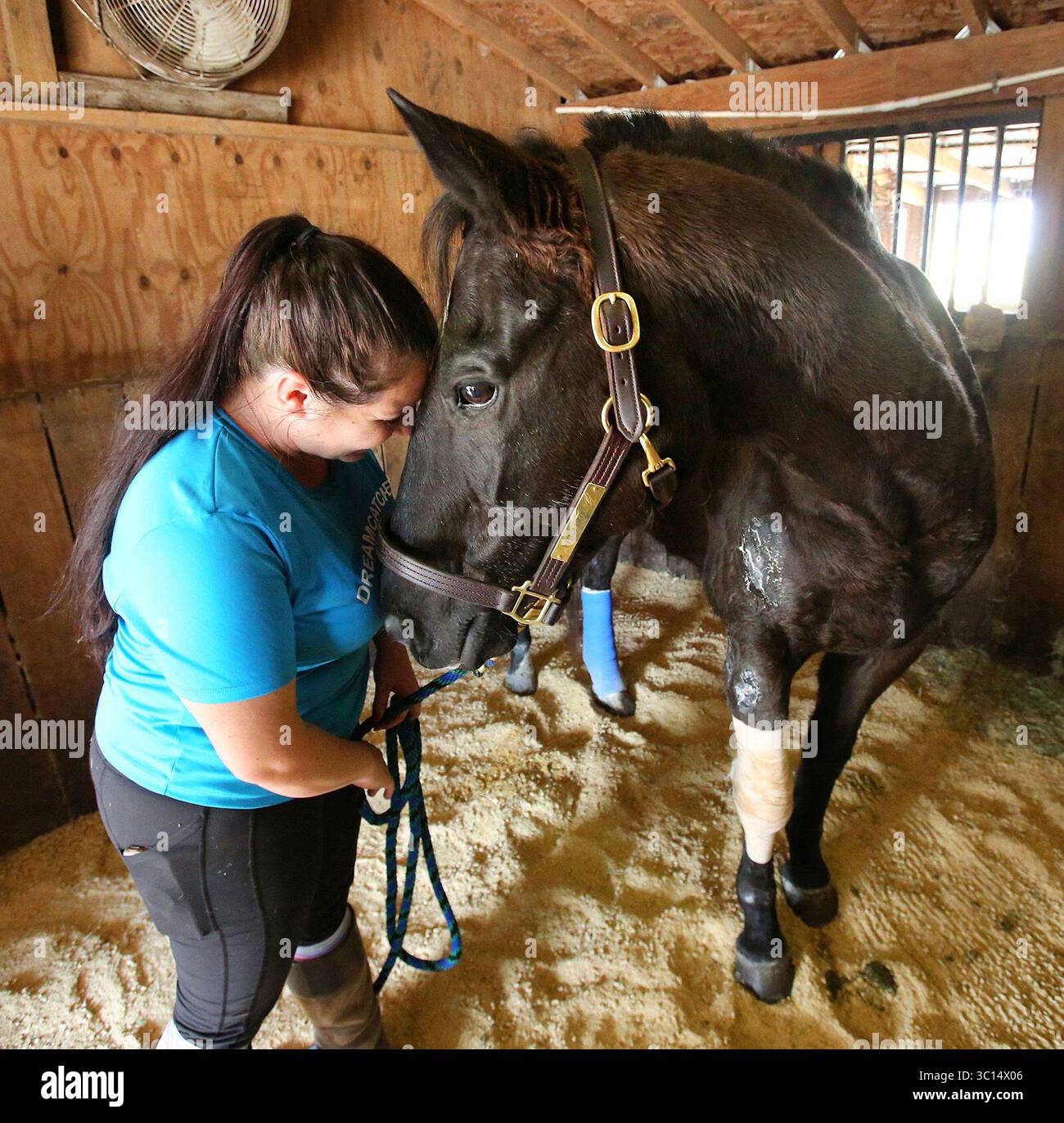 8. Januar 2019 - Clermont, FL, USA - Ranch-Mitgründer Loran Wheatley beschützt den 15-jährigen Hengst, der am 8. Januar 2019 auf der Dreamcatcher Horse Ranch and Rescue in Clermont, Florida, einen Sturz aus einem Pferdeanhänger mit 65 km/h auf der Interstate 75 in der Nähe von Gainesville überlebte (Kreditbild: © Joe Burbank/Orlando Sentinel/TNS via ZUMA Wire) Stockfoto