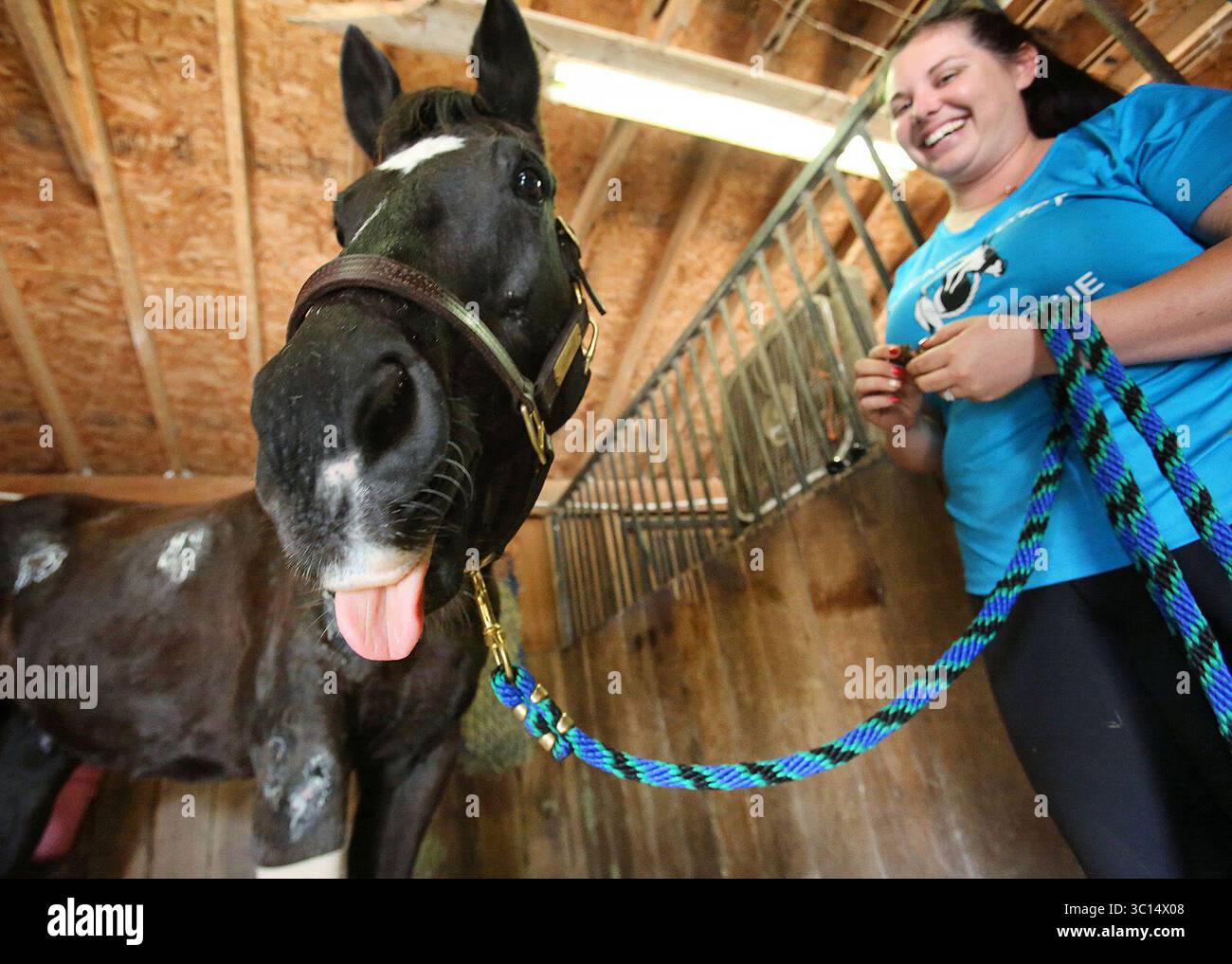 8. Januar 2019 - Clermont, FL, USA - der Mitgründer der Ranch Loran Wheatley feuert den 15-jährigen Hengst „Highway“ an, der am 8. Januar 2019 auf der Dreamcatcher Horse Ranch and Rescue in Clermont, Florida, einen Sturz aus einem Pferdeanhänger mit 65 km/h auf der Interstate 75 in der Nähe von Gainesville überlebte (Credit Image: © Joe Burbank/Orlando Sentinel/TNS via ZUMA Wire) Stockfoto