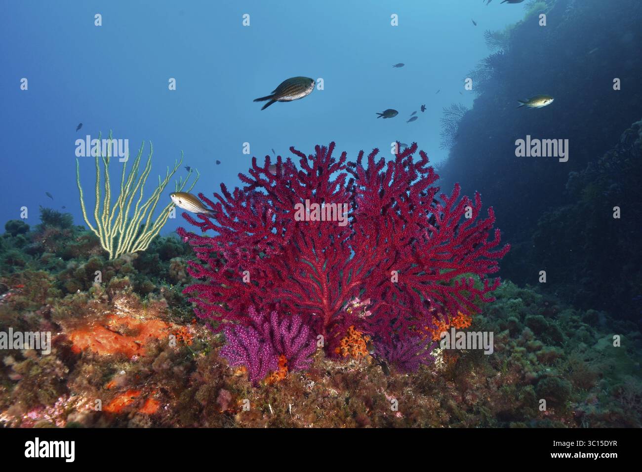 Leuchtend rote Violescent Sea Peitsche (Paramuricea clavata) und kleine Fische unter Wasser im Mittelmeer in der Nähe von Hyeres, Tauchplatz Peninsula Giens, beweisen Stockfoto