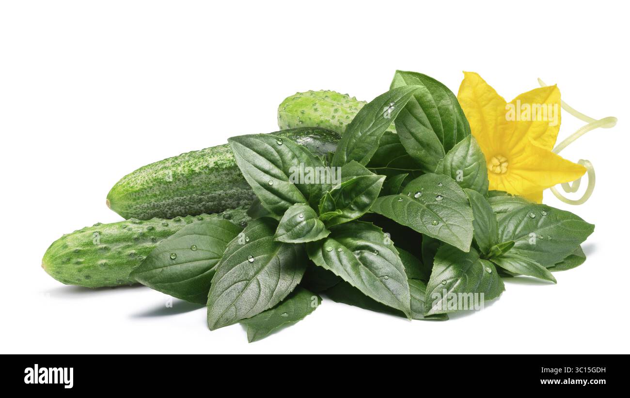 Cornichons (kleine Gurken oder Cornichons) mit frischem Basilikum. Schneidepfade, Schatten getrennt Stockfoto