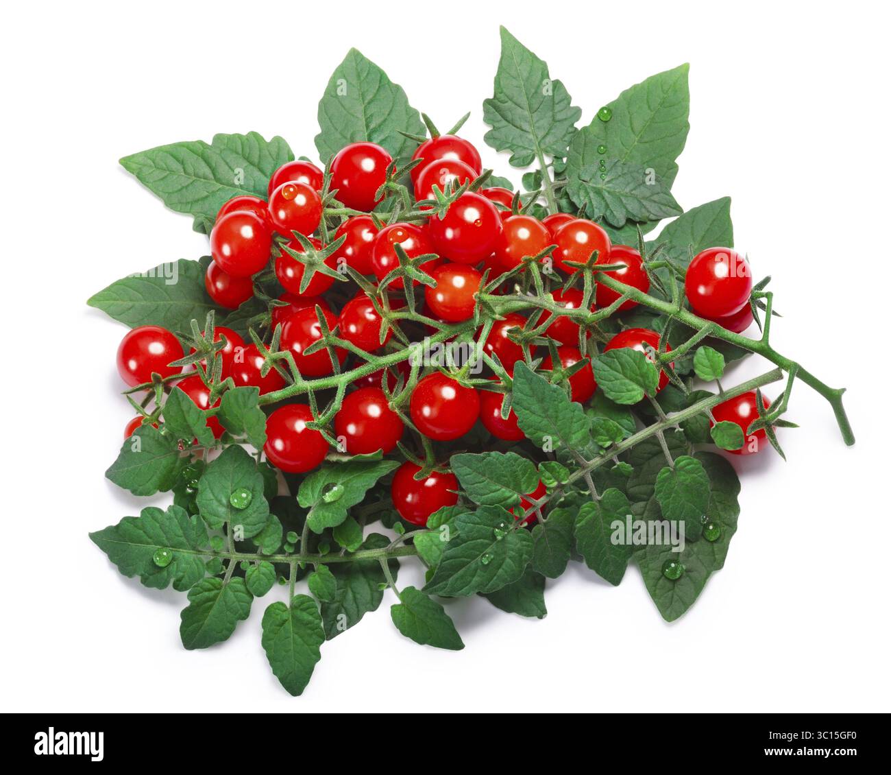 Johannisbeere Erbse Tomaten (Solanum Pimpinellifolium) mit Blättern. Schneidepfade, Schatten Sie getrennt, Top Aussicht Stockfoto