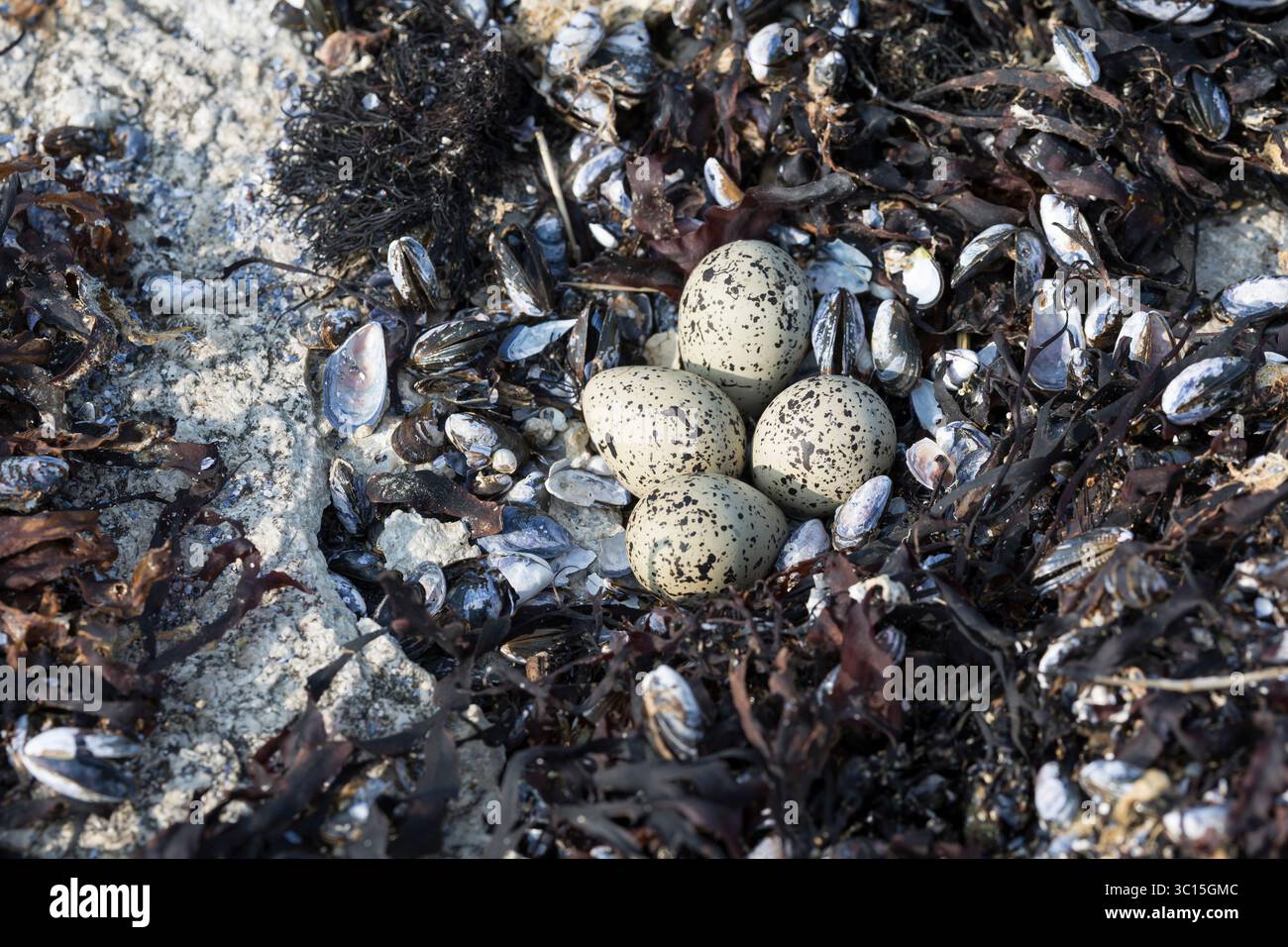 Sandregenpfeifer, Nest, Gelege, Ei, Eier, Sand-Regenpfeifer, Regenpfeifer, Charadrius hiaticula, Ringpfeifer, Ringpfeifer, Ringpfeifer, Kupplung, Ei, Ei Stockfoto