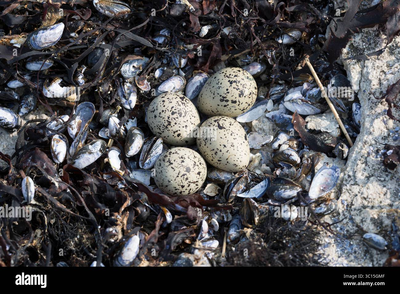 Sandregenpfeifer, Nest, Gelege, Ei, Eier, Sand-Regenpfeifer, Regenpfeifer, Charadrius hiaticula, Ringpfeifer, Ringpfeifer, Ringpfeifer, Kupplung, Ei, Ei Stockfoto