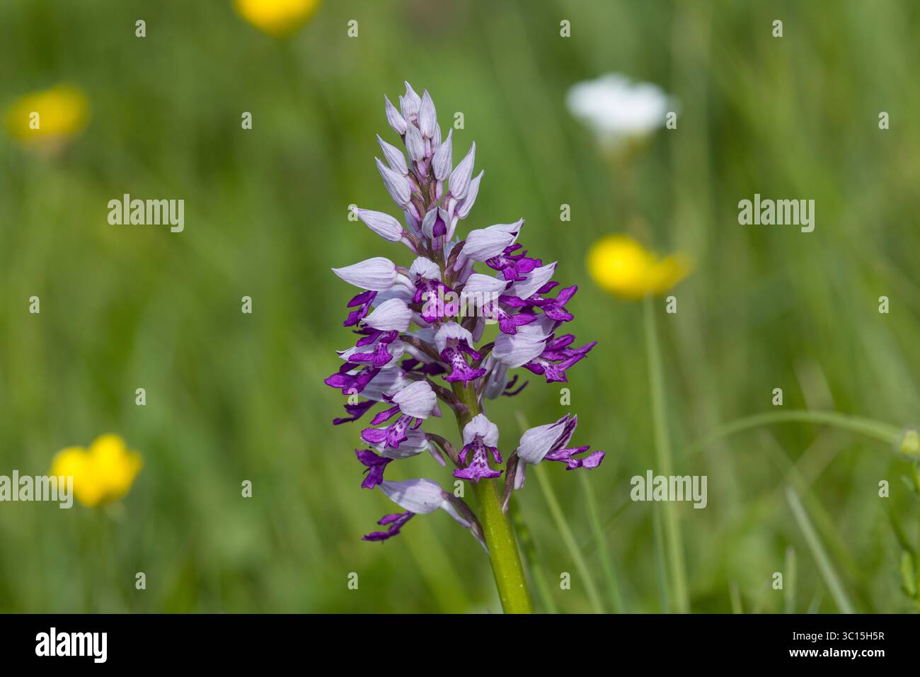 Helm-Knabenkraut, Helmknabenkraut, Orchis militaris, MilitärOrchidee, L'Orchis Guerrier, Orchis Guerrier Stockfoto