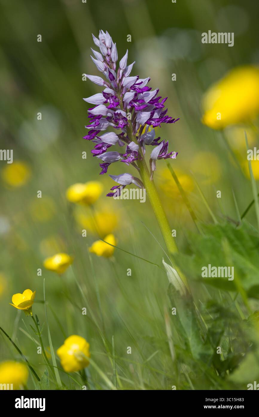 Helm-Knabenkraut, Helmknabenkraut, Orchis militaris, MilitärOrchidee, L'Orchis Guerrier, Orchis Guerrier Stockfoto