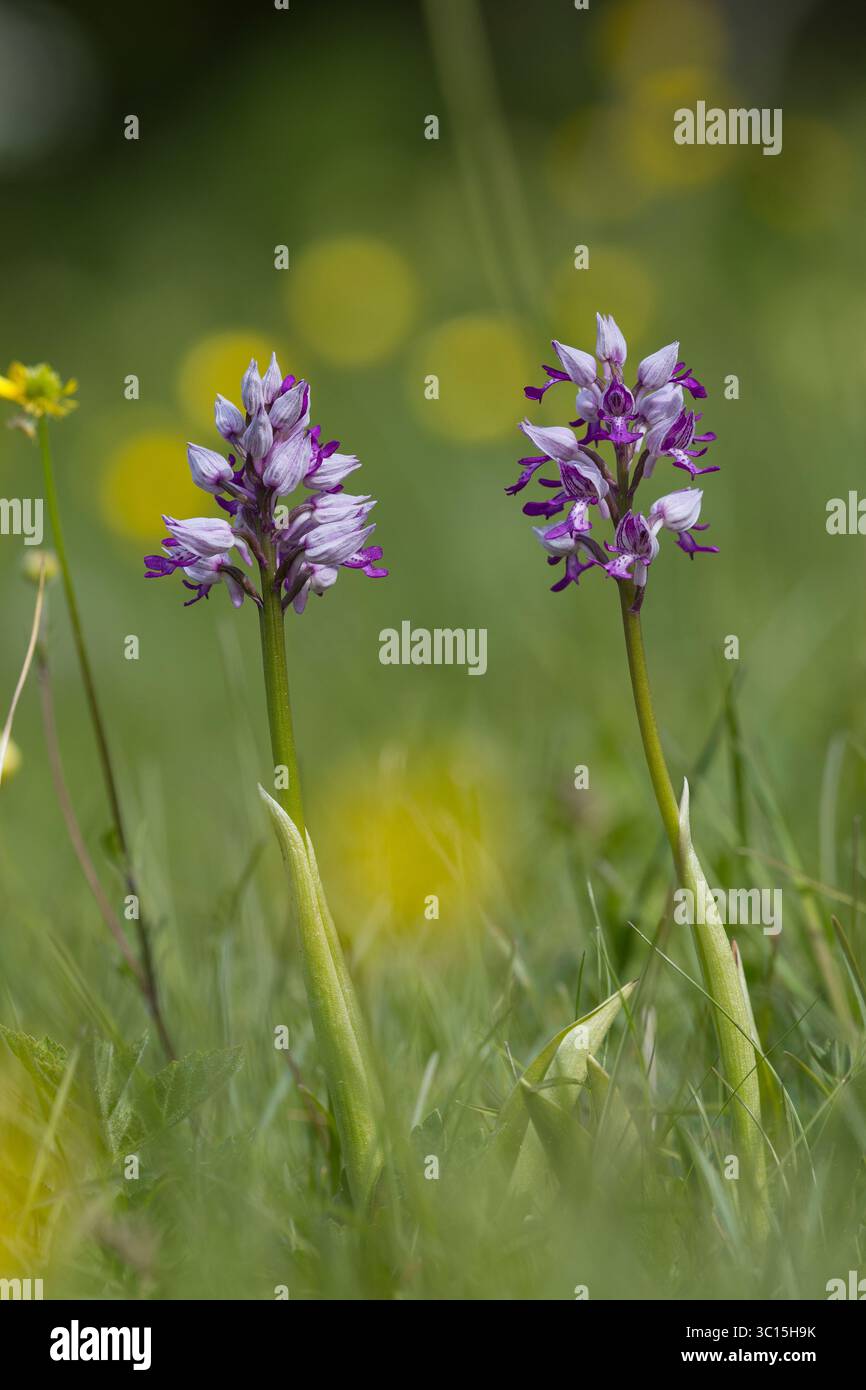 Helm-Knabenkraut, Helmknabenkraut, Orchis militaris, MilitärOrchidee, L'Orchis Guerrier, Orchis Guerrier Stockfoto