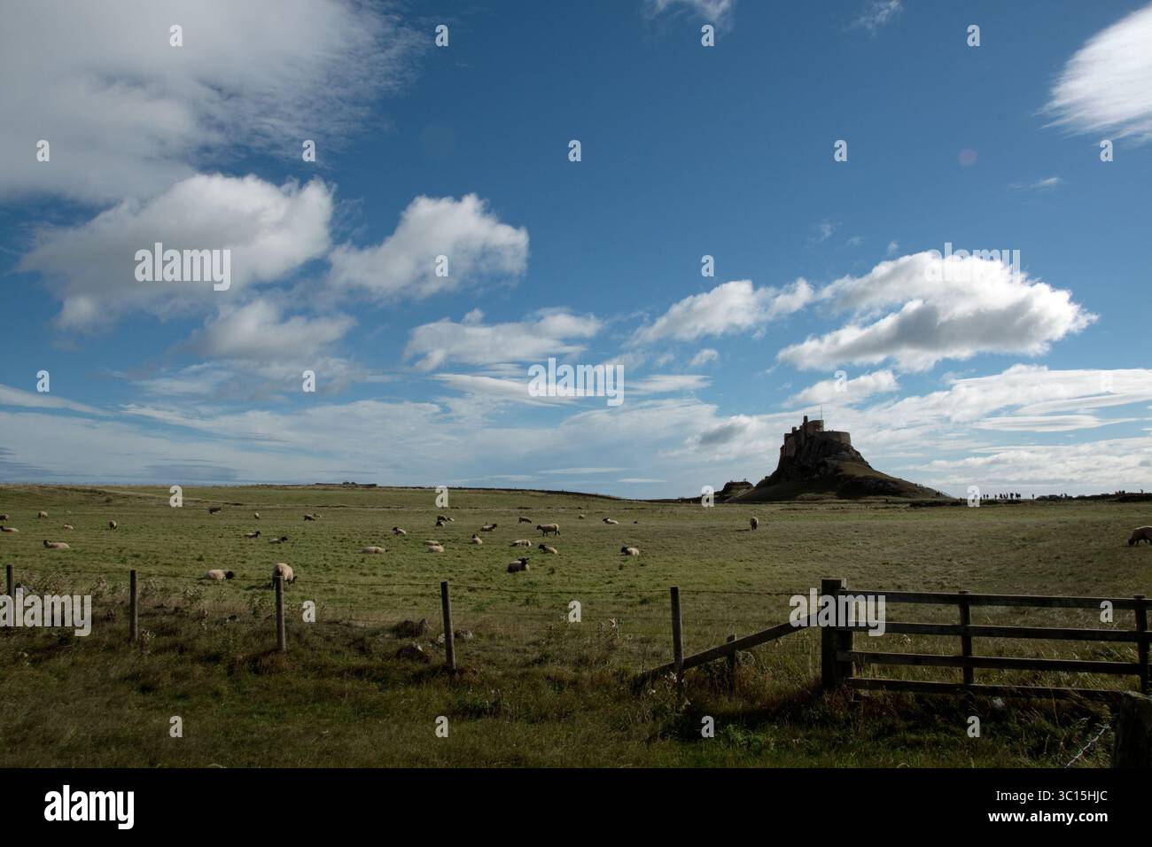 Lindisfarne Castle Auf Der Anderen Seite Des Schaffeldes Stockfoto