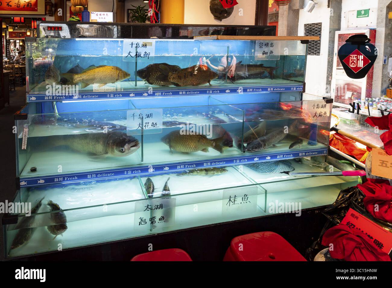 In einem Restaurant, Qibao, der antiken Wasserstadt, Shanghai, Volksrepublik China, können Sie aus lebenden Fischen wählen Stockfoto