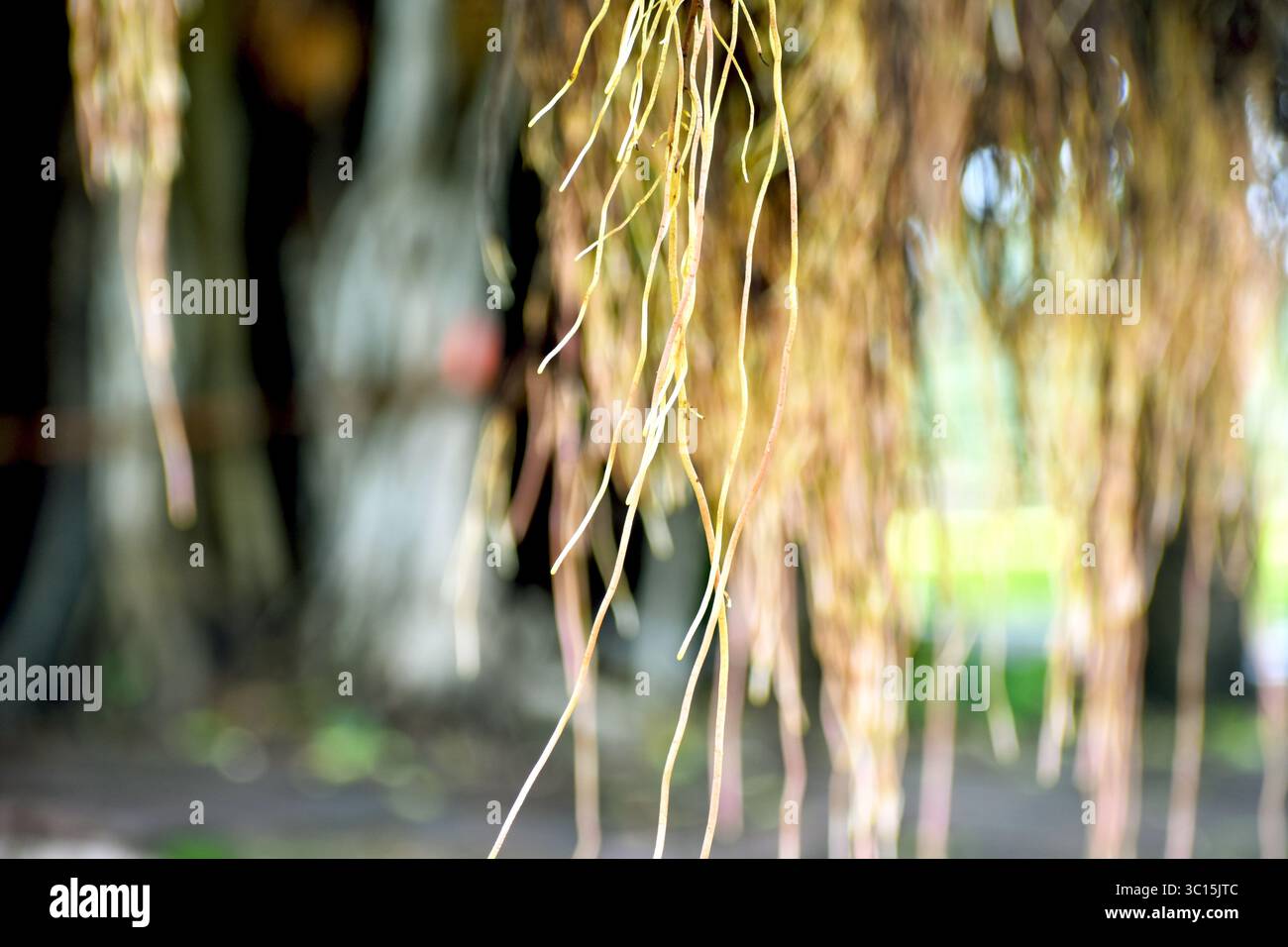 Nahaufnahme neuer hängender Wurzeln eines Banyanbaums (Ficus benghalensis) mit frischem Luftwurzelwachstum, heiligem Symbolismus und natürlicher ökologischer Anpassung. Stockfoto