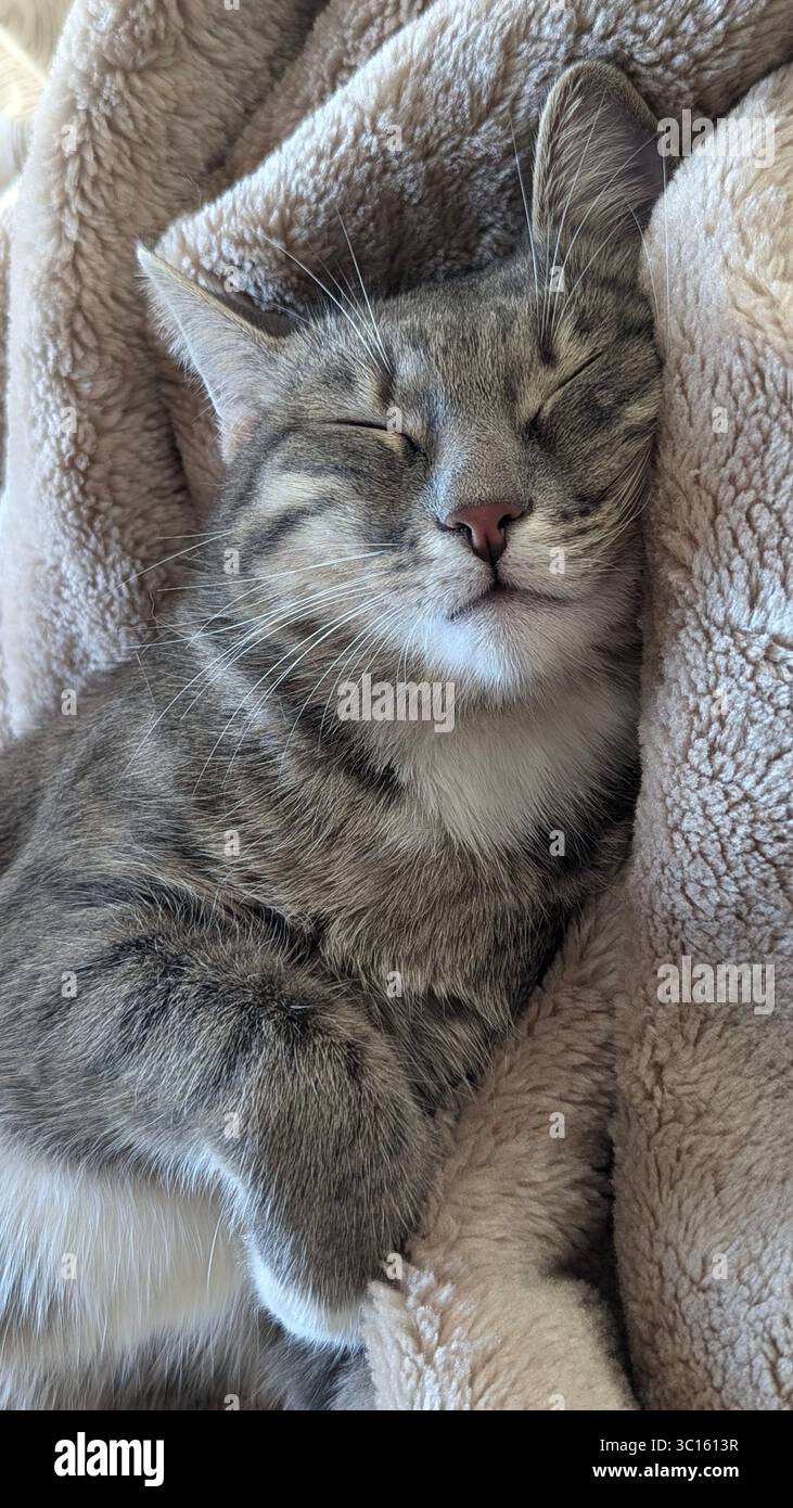 Gemütliche und friedliche Szene einer gestreiften grauen Tabbykatze, die auf einem sauberen weißen hellen Bett liegt und sich selbst pflegt Stockfoto
