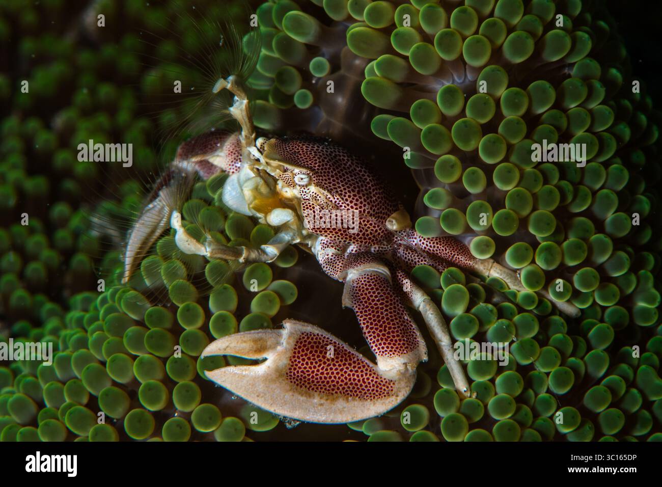 Blick auf eine Porzellankrabbe, ein winziges Wunder des Ozeans, das sich an den leuchtenden grünen Tentakeln einer Meeresanemone festhält, entfaltet sich ein Tanz des Lebens unter Wasser, Pemuteran, Bali, Indonesien. Stockfoto