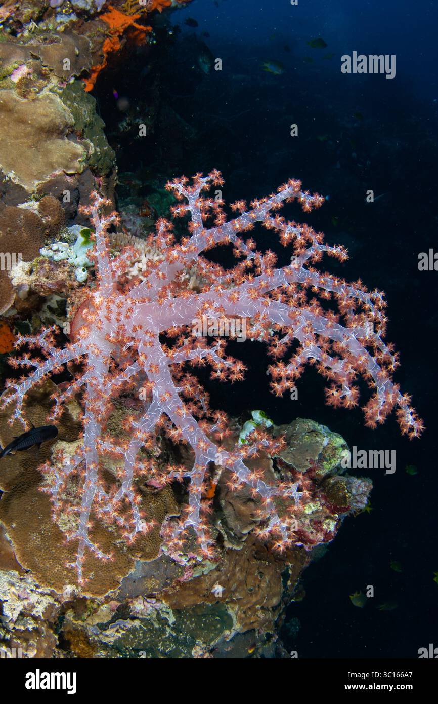 Der Blick auf die weichen Korallen hebt sich anmutig vom dunkelblauen Wasser ab und schafft einen beeindruckenden Kontrast von Texturen und Farben, Pemuteran, Bali, Indonesien. Stockfoto