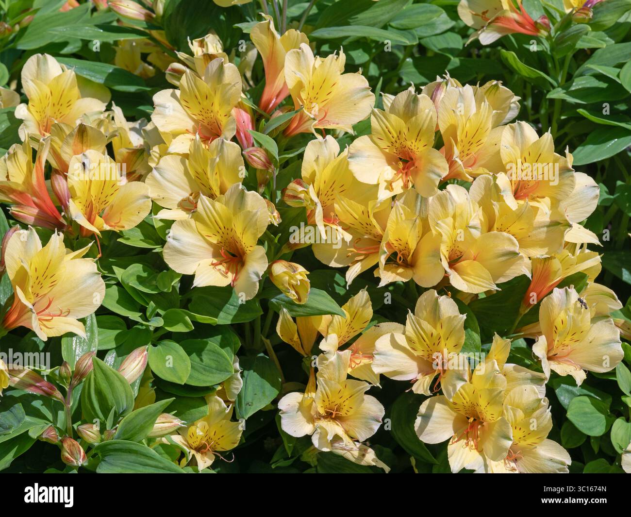 Alstroemeria Summer Paradise Spring Valley blüht in einem Garten Stockfoto