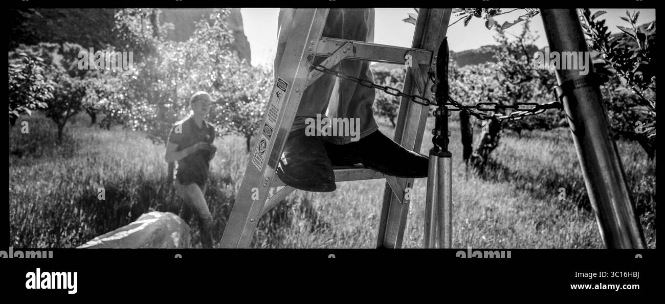 3. September 2018 – Utah, USA – die Gartenbauerin AMANDA SNODGRASS und ihr Team beschneiden die tausenden von Obstbäumen, die von den Mormon Pioneers gepflanzt wurden. Als historische Artefakte selbst werden sie weiterhin mit einer Überschwemmungsbewässerung bewässert, die Wasser mit Handwerkzeugen umleitet, so wie es die Pioniere und die Ureinwohner vor ihnen taten. Diese Fotografien wurden im April/Mai 2018 als Artist-in-Residence im Capitol Reef National Park in Utah, USA, als Gespräch über unsere Rechte und Pflichten beim Schutz und beim Erleben der Natur erstellt. (Bild: © Benjamin Rusn Stockfoto