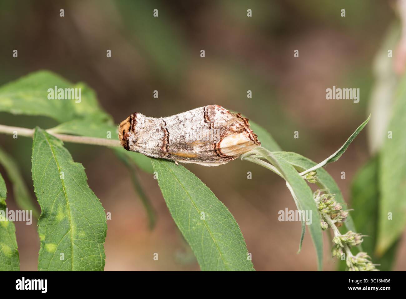 Ruhende Buff-Spitze (Phalera bucephala) auf einem Blatt in Chobham Common, Surrey Stockfoto