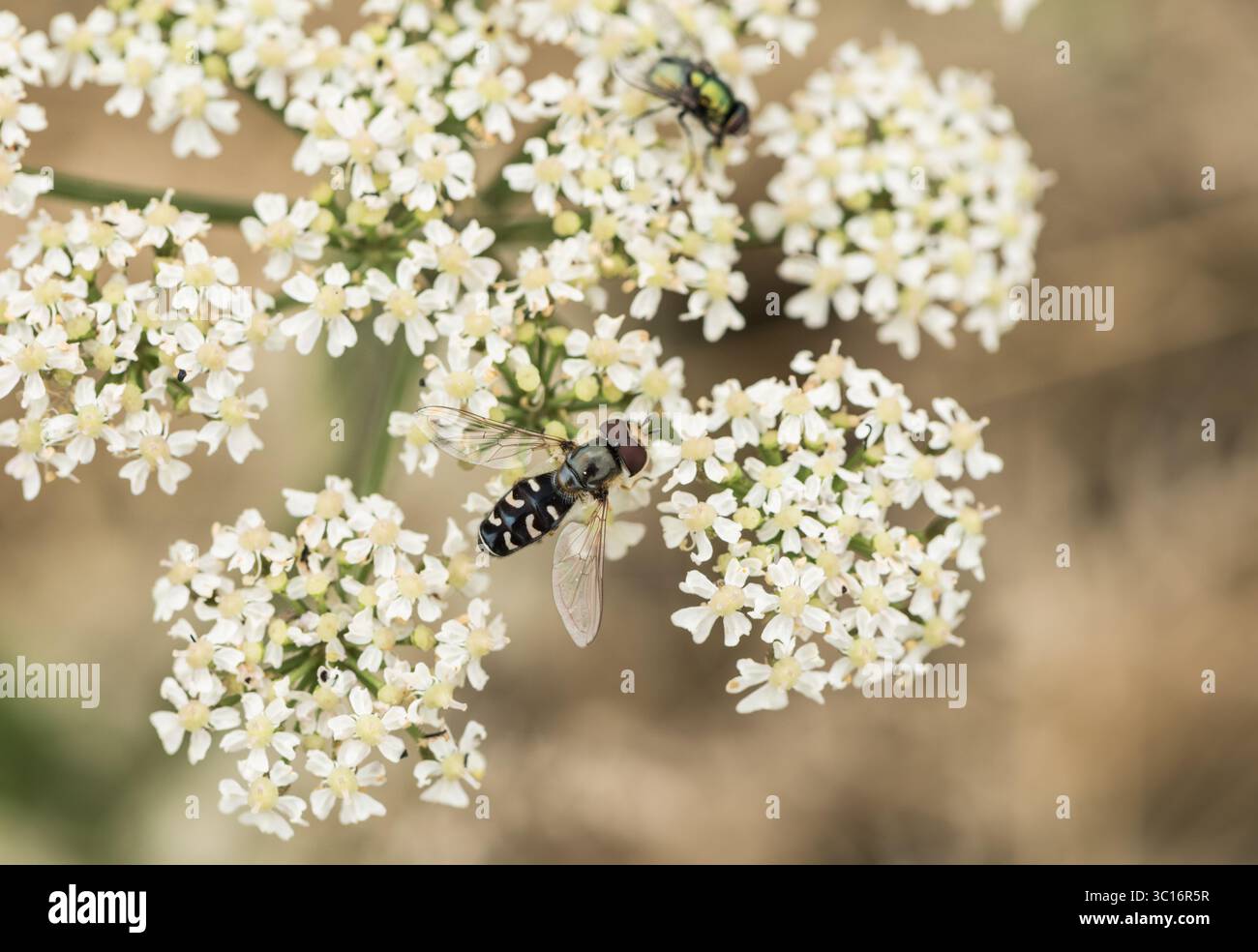 Auf der Suche nach Rattenschwamm (Scaeva pyrastri) in Seaford, East Sussex. Eine wandernde Art, die möglicherweise in Großbritannien brütet. Stockfoto