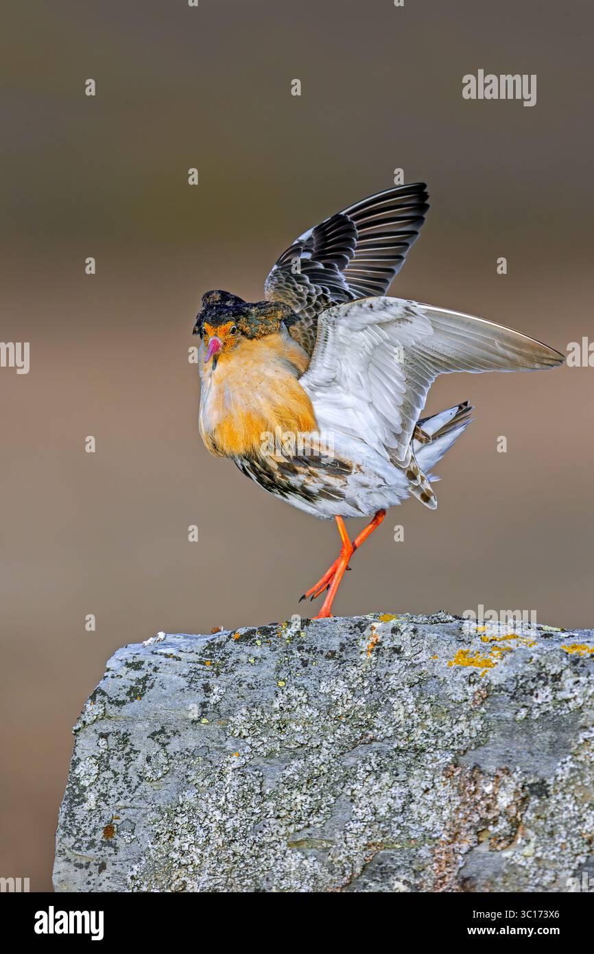 Ruff (Calidris pugnax) Territorialmännchen im Zuchtgefieder, das während der Balzvorstellung in lek im Frühjahr, Skandinavien, durch flatternde Flügel gezeigt wird Stockfoto