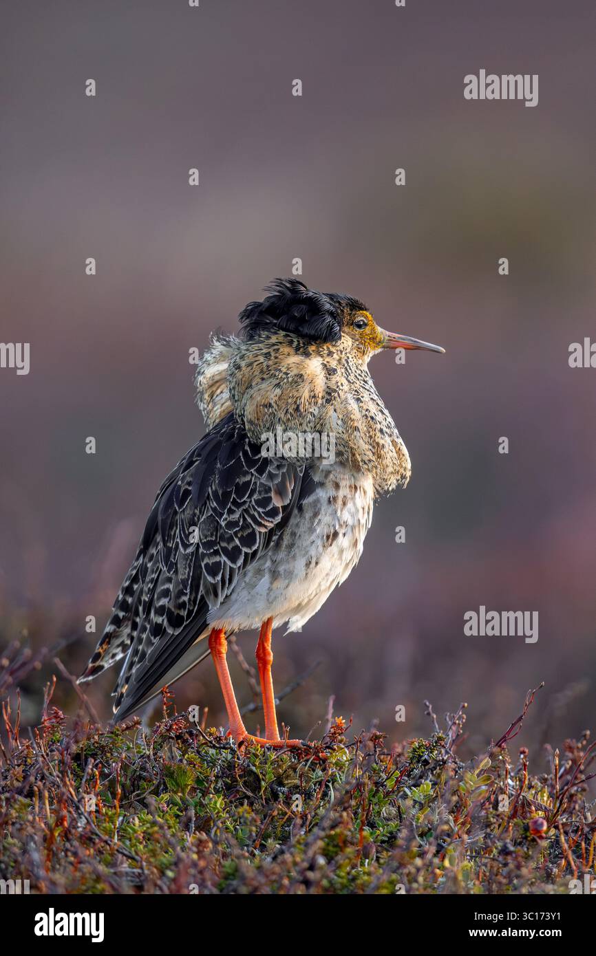 Ruff (Calidris pugnax) Territorialmännchen im Zuchtgefieder in lek im Frühjahr, Skandinavien Stockfoto
