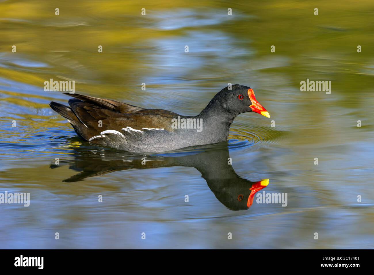 Eurasische gemeine Moorhe / Waterhen (Gallinula chloropus), Erwachsene, die im Frühjahr im Teich schwimmen Stockfoto
