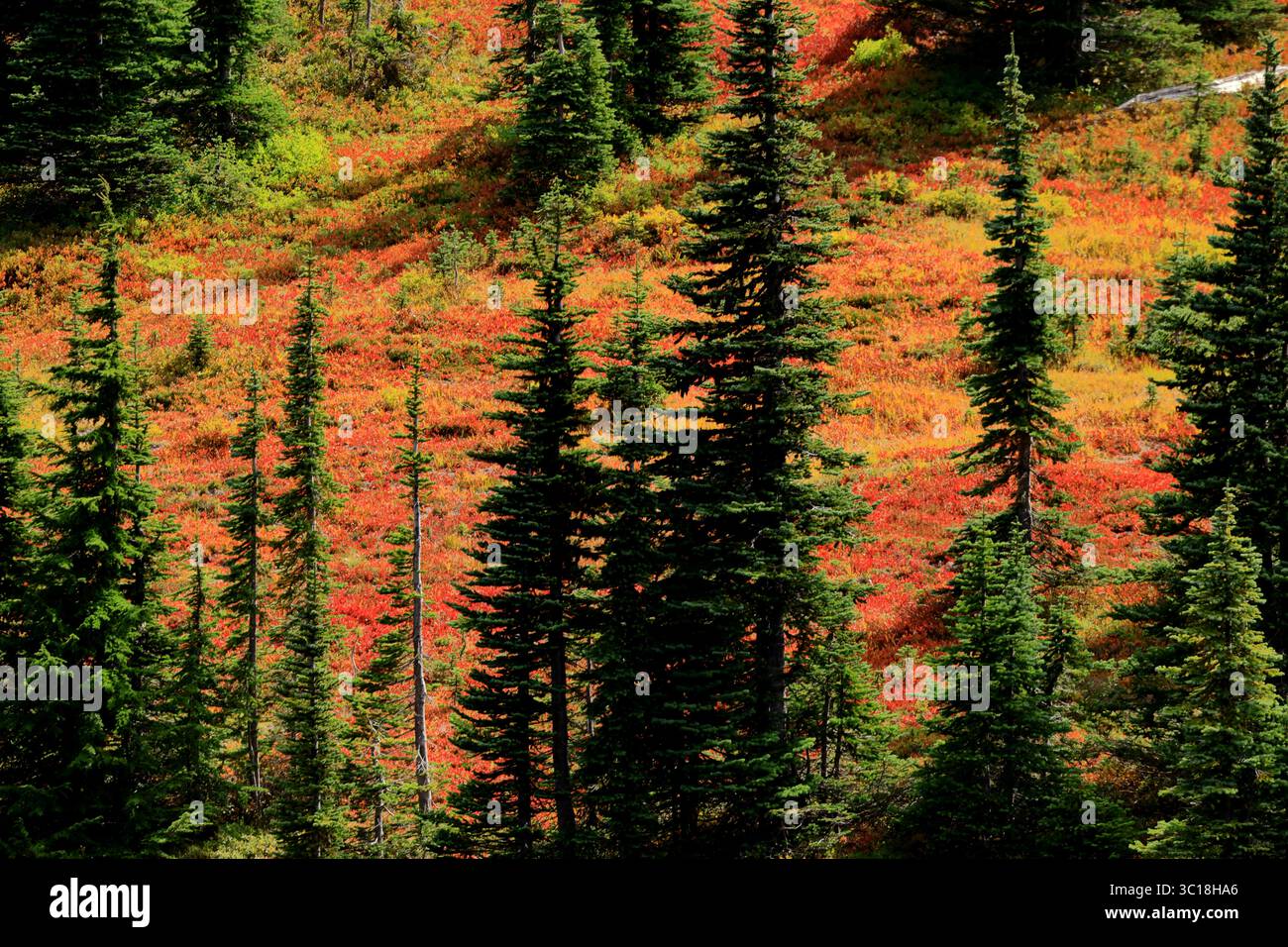 Die steilen subalpinen Hänge des Mount Rainier liegen inmitten rostroter und goldener Tundra, die das pulsierende Bergökosystem des Herbstes offenbaren. Stockfoto