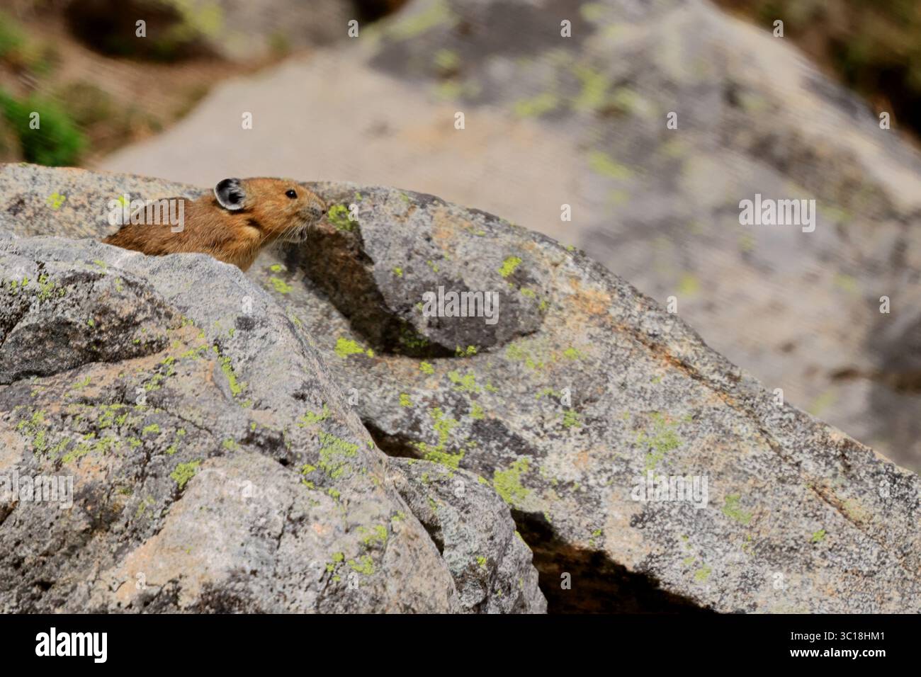 Eine goldene Pika blickt aus Flechten-gesprenkelten Granitblöcken im Mount Rainier NP und fängt den neugierigen Geist der alpinen Tierwelt in einem zerklüfteten Gesteinsraum ein. Stockfoto