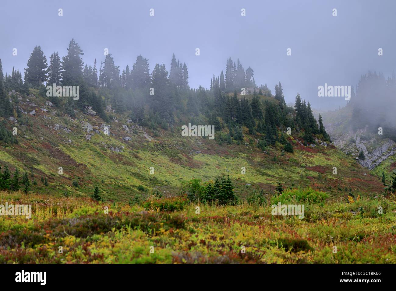 Niedrige Wolken ziehen über einen grünen Berghang mit immergrünen Heidekraut und fangen die nebelige Wildnis des Mount Rainier im Herbstglühen ein Stockfoto